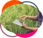 Crop Diseases & Pests Detection Crop Diseases & Pests Detection