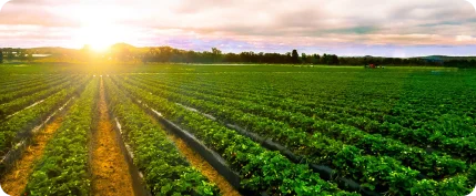 Crop and Food Production
